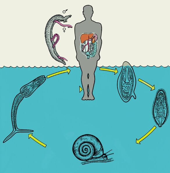 Diagramme du cycle de vie des schistosomes